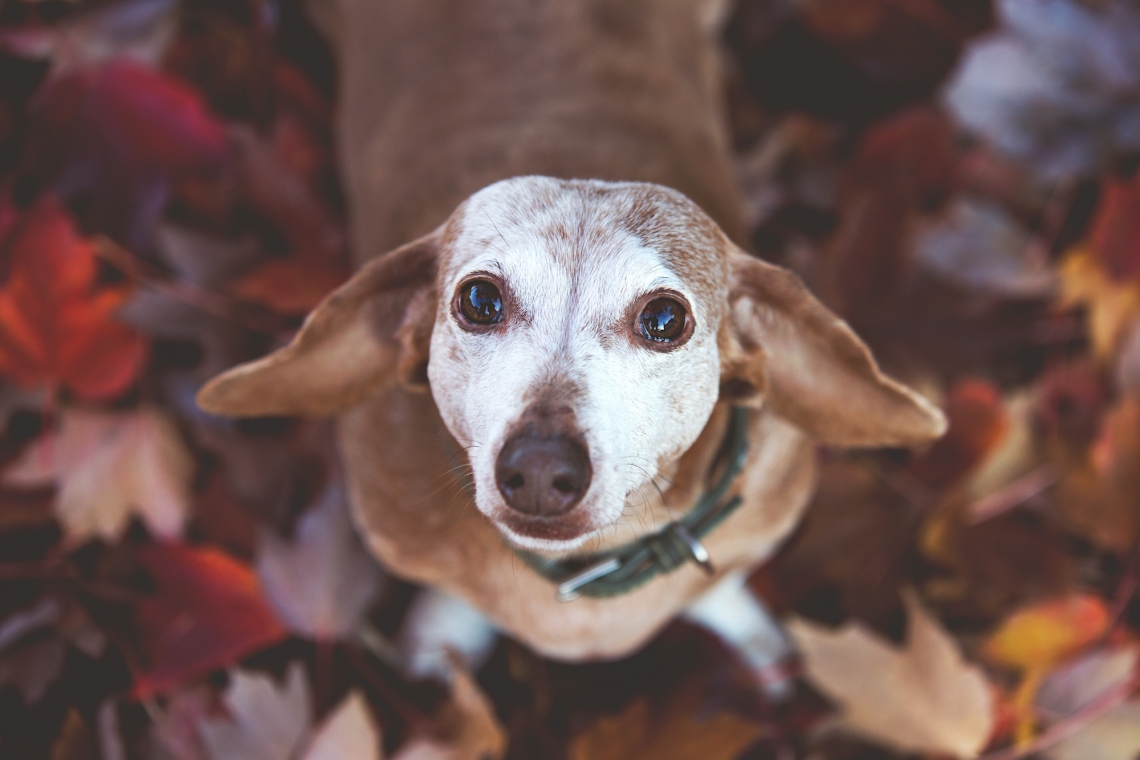 Il mio cane anziano inizia a fare “cose strane